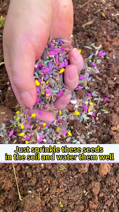 🌊Flower Ocean Seed Mix 🦋 Makes your garden a vibrant, year-round haven of color and scent. #flowers