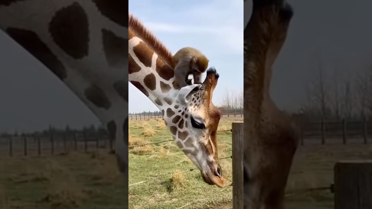 The macaque grabbed her by the ear😂