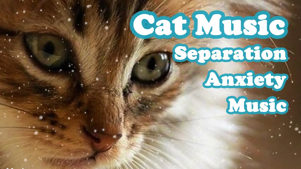 Calming Music For Cats With Separation Anxiety And Stress In Cars photo