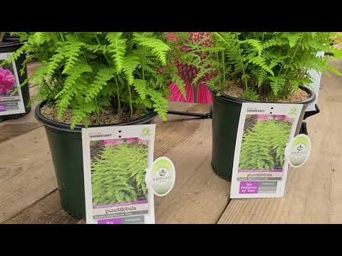 Video: Hay Scented Fern Care - Yuav Ua Li Cas Cog Hay Scented Fern