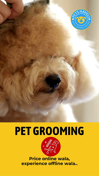 Welcome to Your Pet's Paradise at Pets Haveli!