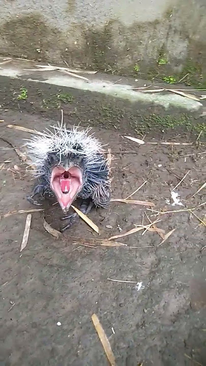 Anak Burung Bubut Jawa