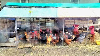 50 Desi Poultry Farming l Shed l investment l Profit l