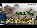 Sibi Bhagnari in Sohrab Goth Mandi | Sibi Mela winner 2021 | Cow Mandi 2021 | Bakra Eid 2021 |