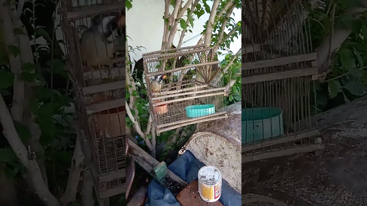 mis pajaros 2023 diciembre