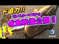 ド迫力!!モンスターマゴチの捕食実験シーンを初公開!!