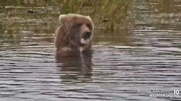 128's Cub Eats a Big Fish - August 29, 2022 (explore.org)