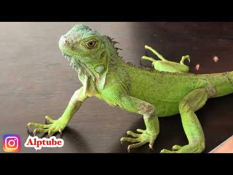 Video: Yeşil İguana - İguana Iguana Sürüngen Cinsi Hipoalerjenik, Sağlık Ve Ömrü