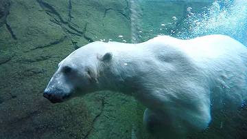 Is Polar Passage open Oregon Zoo?