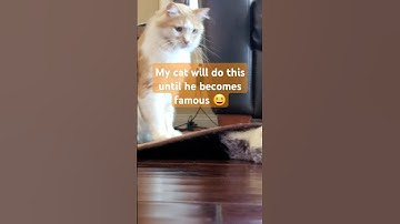 The Perfect Loop #catlife #shortsvideo #trending #loop #cute #cat