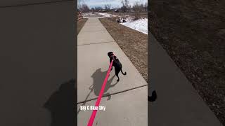 Big G Puppy Dog Blue Sky