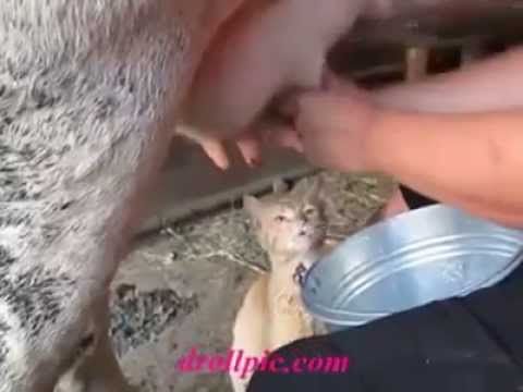 Hilarious Cat Drinking Cow S Milk 爆笑猫喝牛奶 Youtube