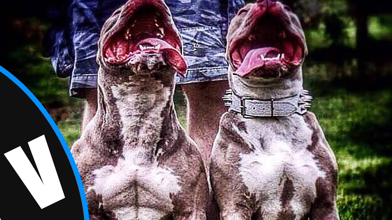 Diferentes Tipos De AMERICAN BULLY - (Veneno Dogs) mundo aram build