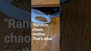 It Came From Beneath The DRESSER  dun dun dunnnnah #cutecatshorts #troublemaker  #catproblems