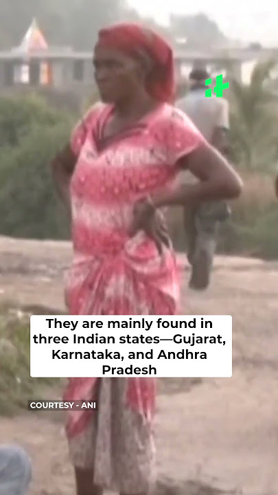 Gujarat Elections: Jambur This Mini-African Village In Gujarat Is Voting For The First Time