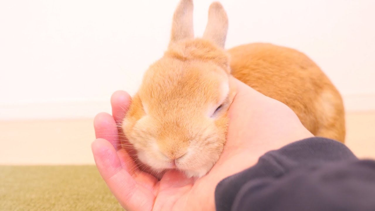 Rabbit in a hurry after choking on vegetables [No.827]. - YouTube