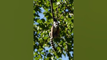 Lemur