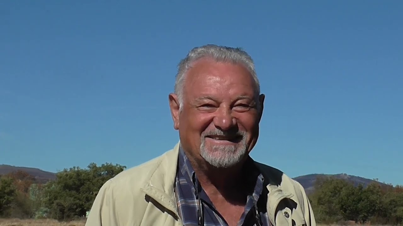 Lobos y mastines instintos encontrados.