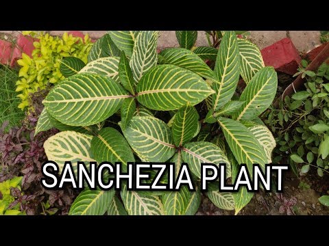 Video: Informazioni sulle piante di Sanchezia: scopri come e dove coltivare Sanchezia