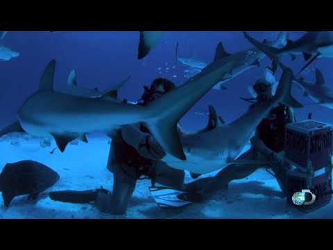 Reef Shark Tonic Immobility | Zombie Sharks