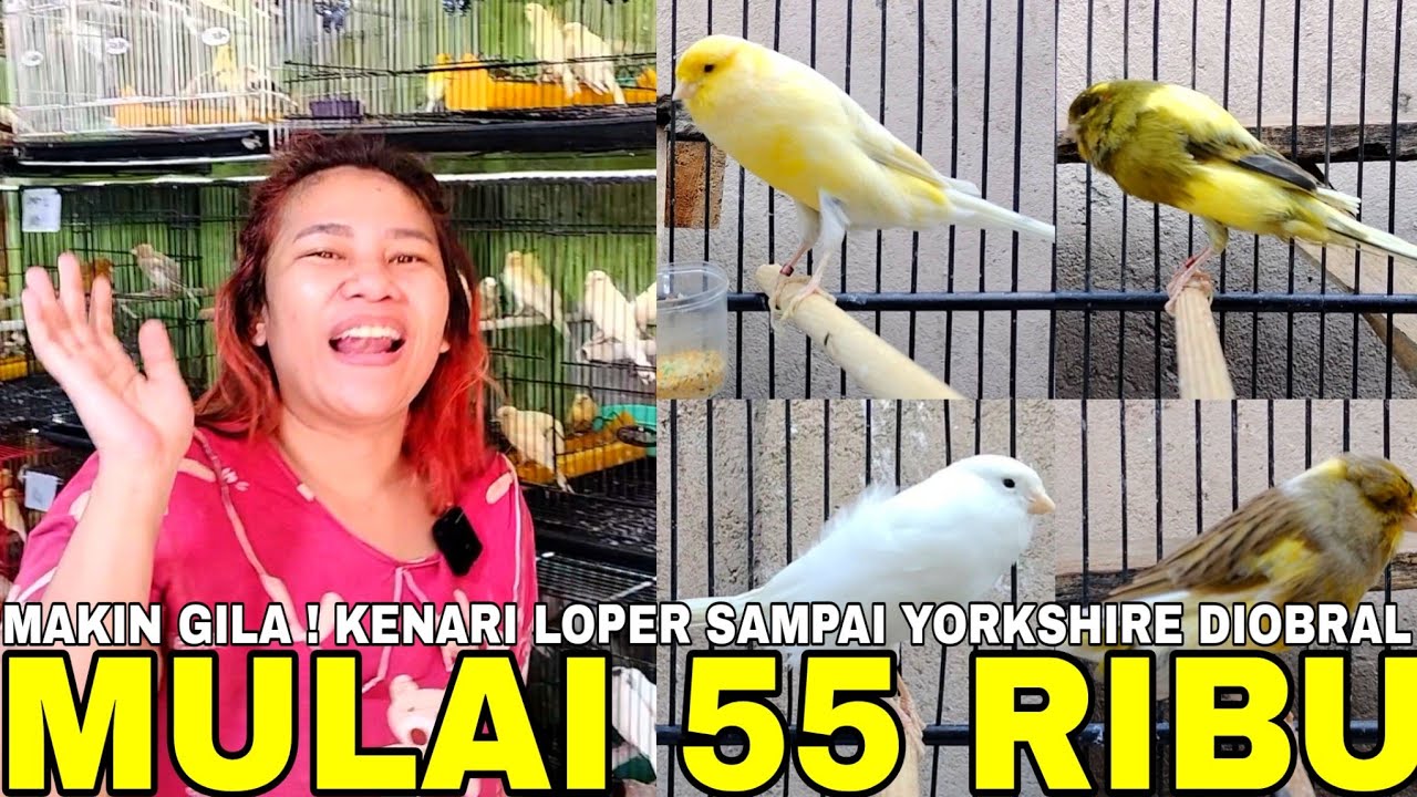 IMPORTIR DAN PETERNAK BISA MENANGIS LIHAT INI ! KENARI LOPER SAMPAI YORKSHIRE DIOBRAL MULAI 55 RB !