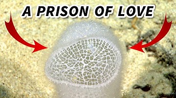 Glass Sponge Facts: a LOVE PRISON | Animal Fact Files