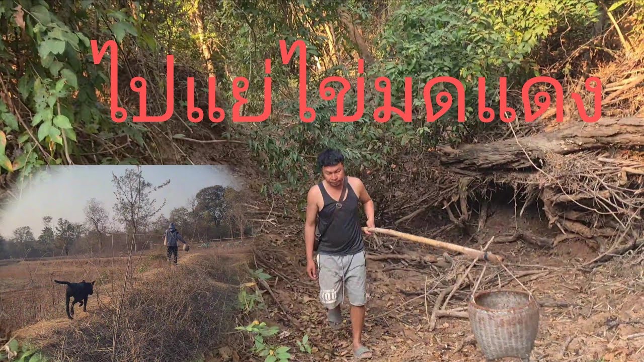 #แหย่ไข่มดแดง‼️ของกินบ้านๆ