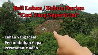 Buying Durian Land or Orchards, Look for One Like This