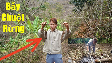 Bẫy Chuột Rừng Và Nướng Thịt Chuột Trong Rừng P1