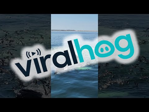 Whalewatching In The