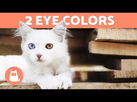 Videó: 150+ nevek 2 különböző színű szemű macskáknak (Heterochromia)