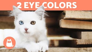 Why Some CATS Have DIFFERENT EYE COLORS 🐱👀 (Heterochromia in Cats)