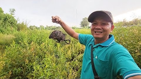 Trúng mánh Bẫy Chuột đồng mùa lúa Miền tây