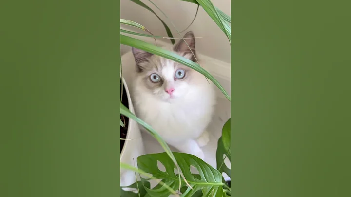 Video 11264081: cat kitten ragdollcat cute, ragdollcat kitty