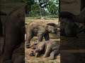 Gajah Pun Berduka Cita #science #ilmu