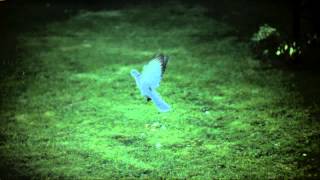 Collared Dove Take Off 01