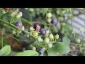 ラビットアイ系のブルーベリー、栽培しやすいホームベル