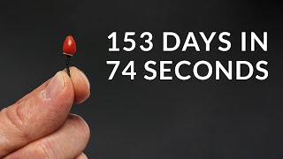 Growing Firecracker Chili Pepper Time-Lapse