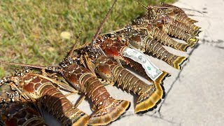 ONCE IN A LIFETIME find while diving for Lobster