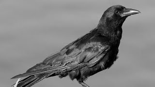 Annoyed Bird Meme Review Read Description