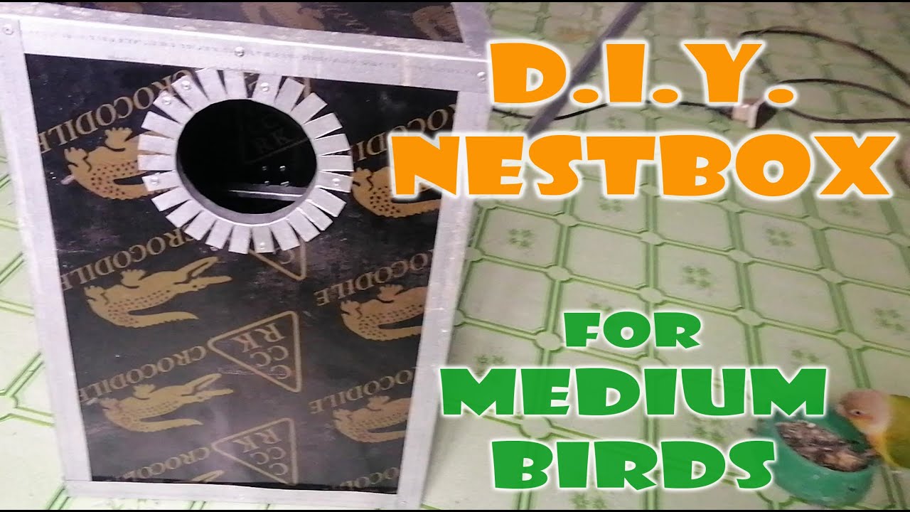 PUGAD LACOSTE ANG TATAK | LOW COST PUGAD PANG MEDIUM BIRD