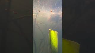 Camera on underwater #nature #naturelovers #fishvideo #lotuspond #green