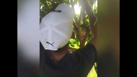 Kỉ thuật cắt cành tạo tán cho cây xoài cát hoà lộc