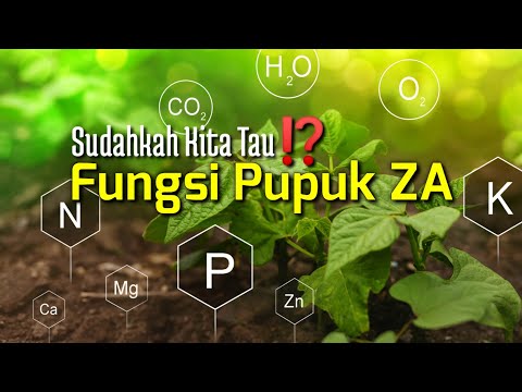 Video: Apakah amonium sulfat baik untuk tomat?