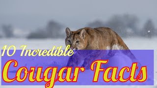 10 Incredible Cougar Facts #cougars #puma #mountainlion #panther by I kiss Animal 1,203 views 1 year ago 6 minutes, 20 seconds