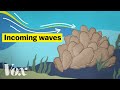 Oyster Reefs and Their Importance