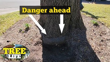 Stem Girdling root extraction. how to do this the right way.