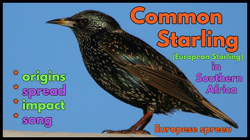 How and when did the Common (European) Starling get to Southern Africa?