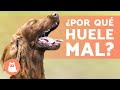 MAL ALIENTO en PERROS - Causas y Solución