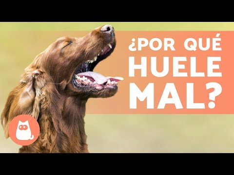 Video: Mal Aliento De Perro - Tratamiento De Halitosis Para Perros